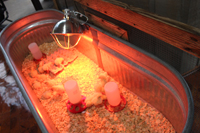 Harvest Fest at Ag Museum